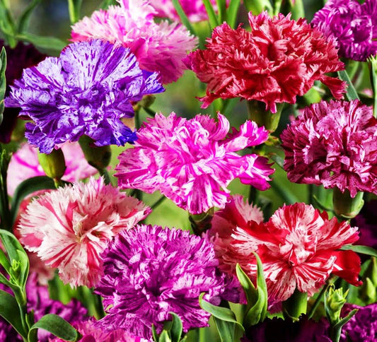 100pcs Perennial Purple White Carnation Seeds - Heirloom Non-GMO Outdoor Indoor