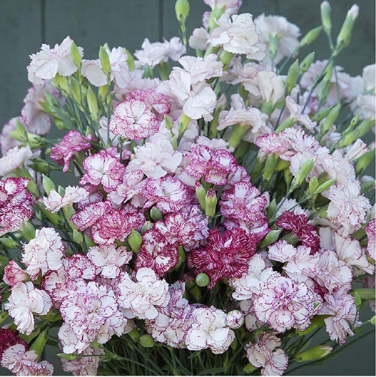 David's Garden Seeds Flower Dianthus Chabaud Benigna 100 Non-GMO, Heirloom Seeds