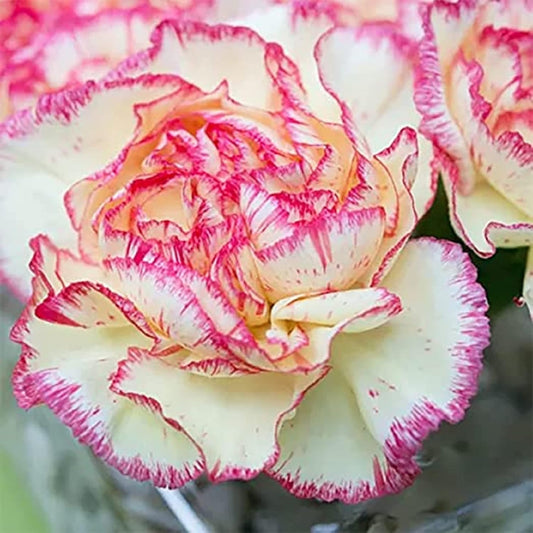 CHUXAY GARDEN Yellow Pink Dianthus Caryophyllus Seed 100 Seeds Carnation Flower Beautiful Potted Plants Great Cut Flowers